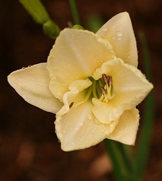 H&eacute;m&eacute;rocalle, Hemerocallis ×hybrida 'White Temptation'