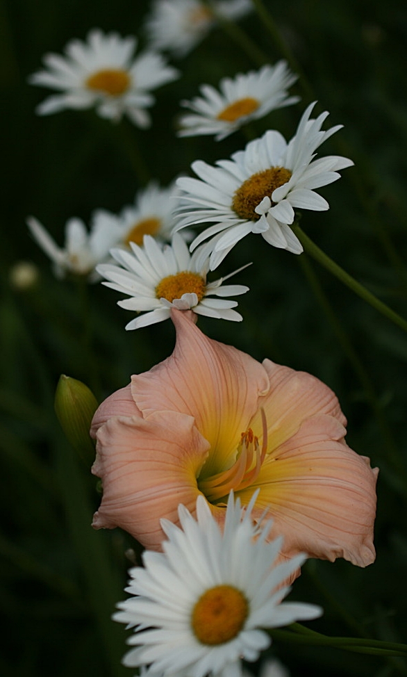 Hémérocalle Hemerocallis ×hybrida Catherine Woodbury