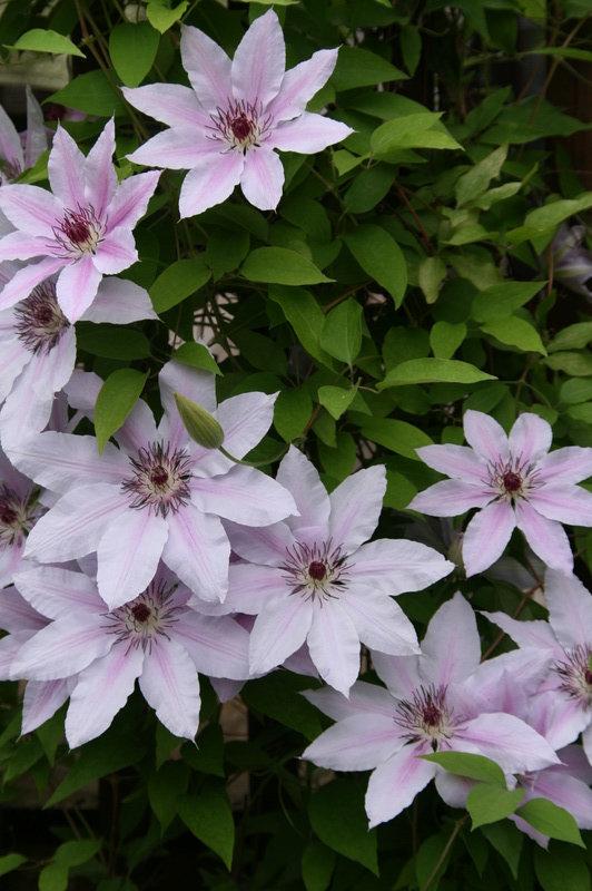Cl&eacute;matite, Clematis 'Nelly Moser'