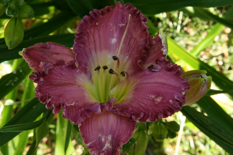 Hémérocalle Hemerocallis ×hybrida La Ribouldingue