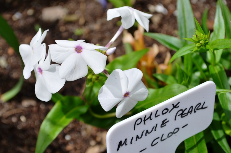 Phlox paniculé, phlox des jardins Phlox paniculata Minnie Pearl