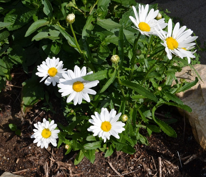 Marguerite, Marguerite, Leucanthemum ×superbum 'Am&eacute;lia'