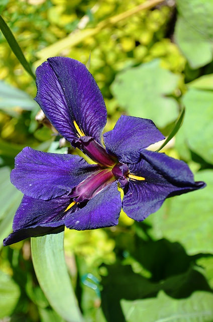 Iris de Louisiane Iris louisiana black gamecock