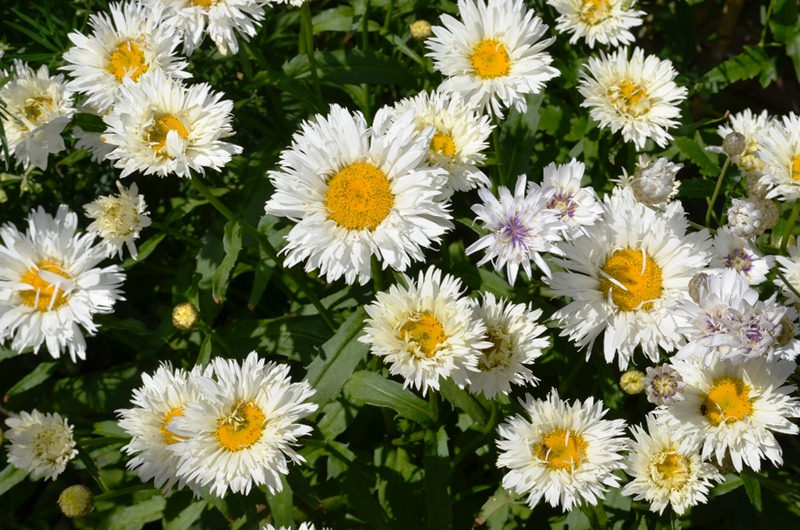 Marguerite, Marguerite, Leucanthemum ×superbum 'Crazy Daisy'