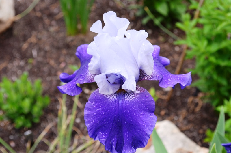 Iris d'Allemagne, Iris barbu Iris germanica Best Bet