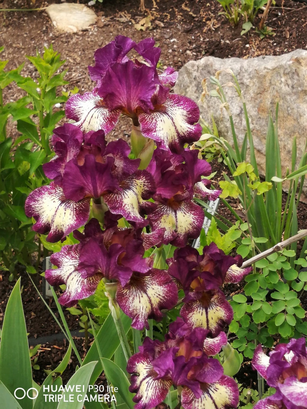 Iris d&rsquo;Allemagne, Iris barbu, Iris germanica 'Spiked'