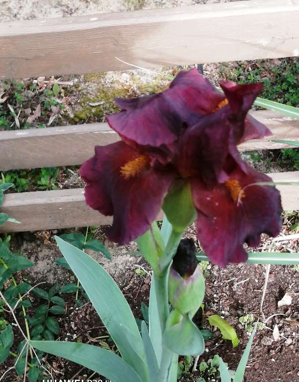 Iris d'Allemagne, Iris barbu Iris germanica red Zinger