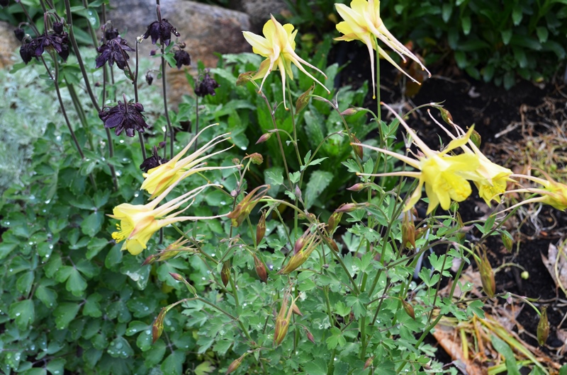 Ancolie, Ancolie jaune, Aquilegia chrysantha 'Denver Gold'
