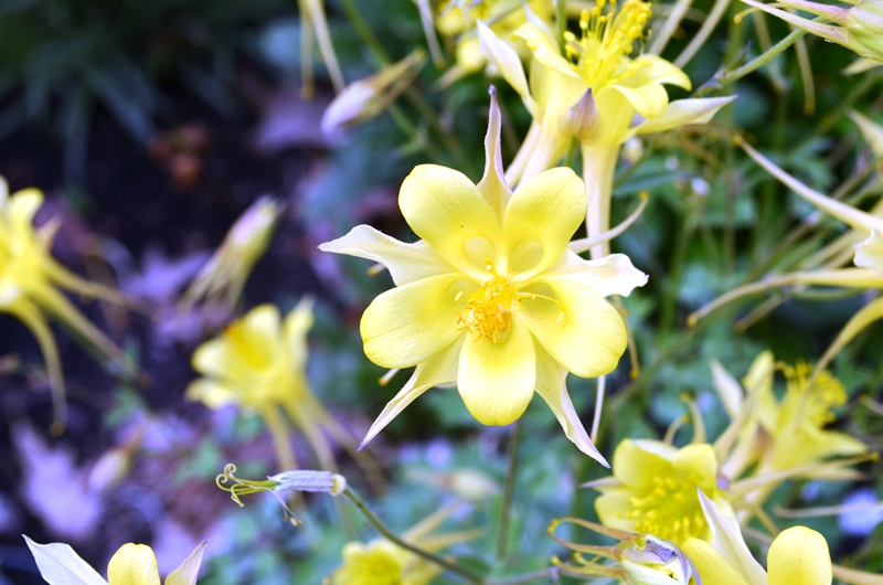 Ancolie Ancolie jaune Aquilegia chrysantha Denver Gold