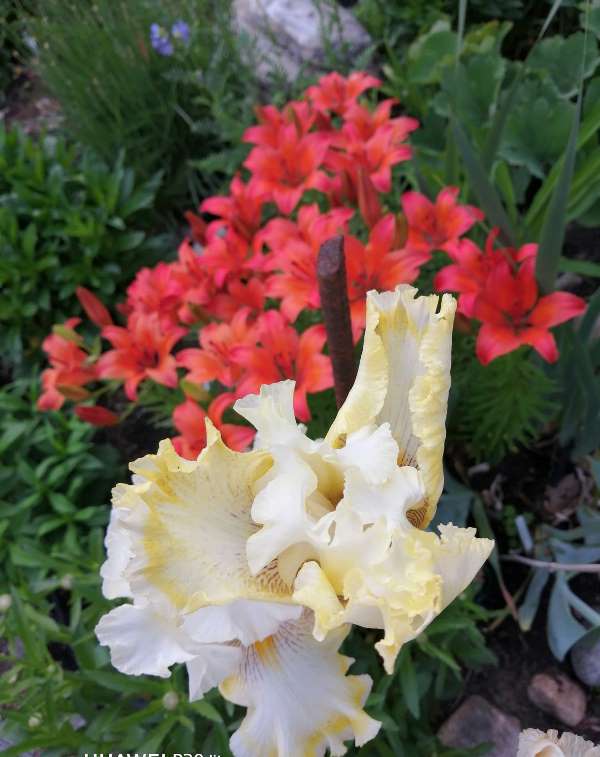 Iris d&rsquo;Allemagne, Iris barbu, Iris germanica 'Double Ringer'