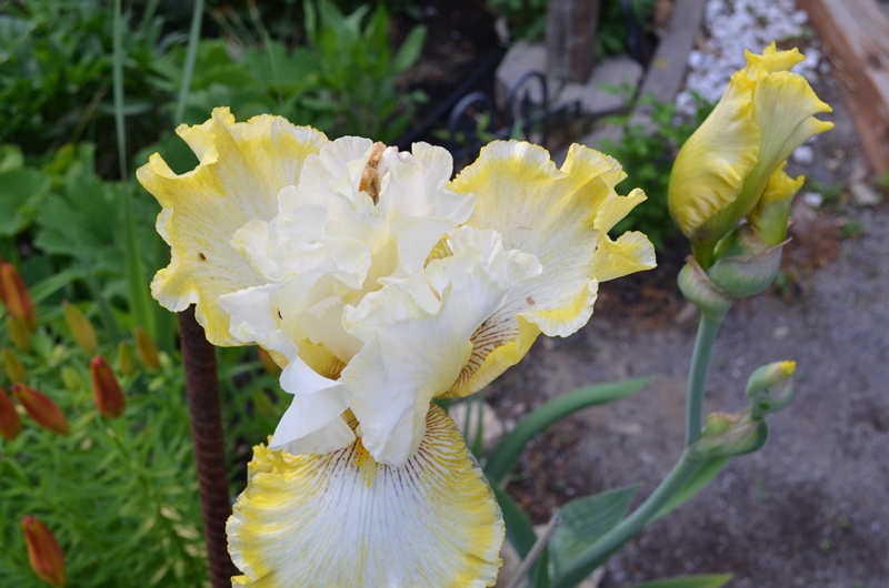 Iris d'Allemagne, Iris barbu Iris germanica Double Ringer