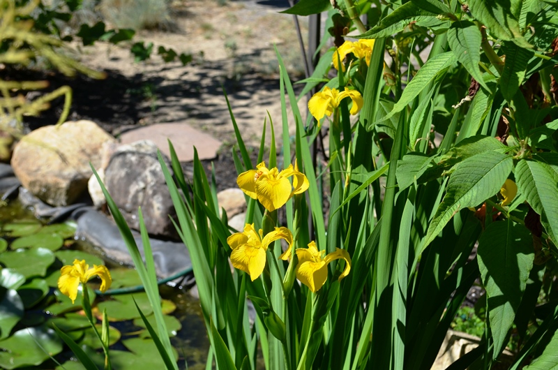 L'iris des marais, iris faux acore, iris jaune Iris pseudacorus 