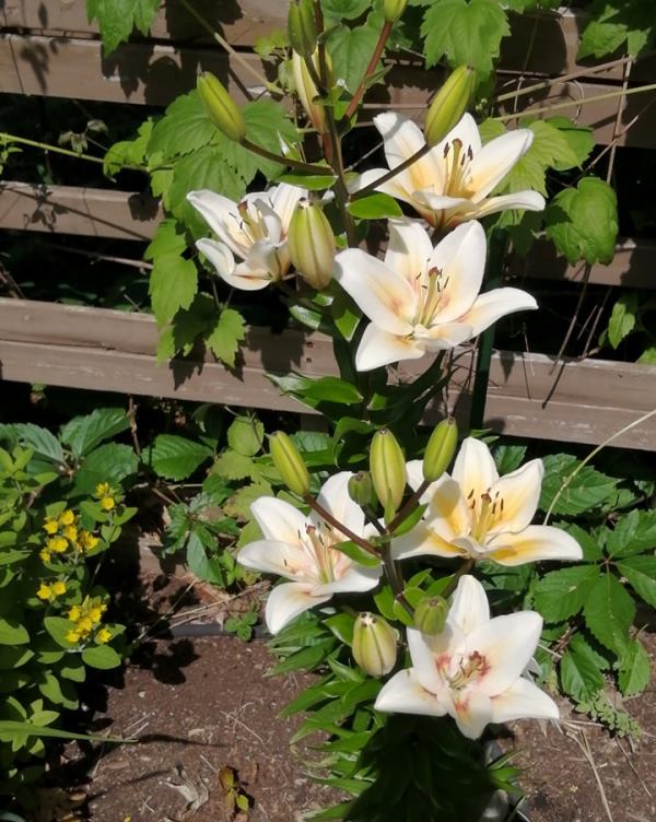 Lys Asiatique Lilium ×asiatique Tinos