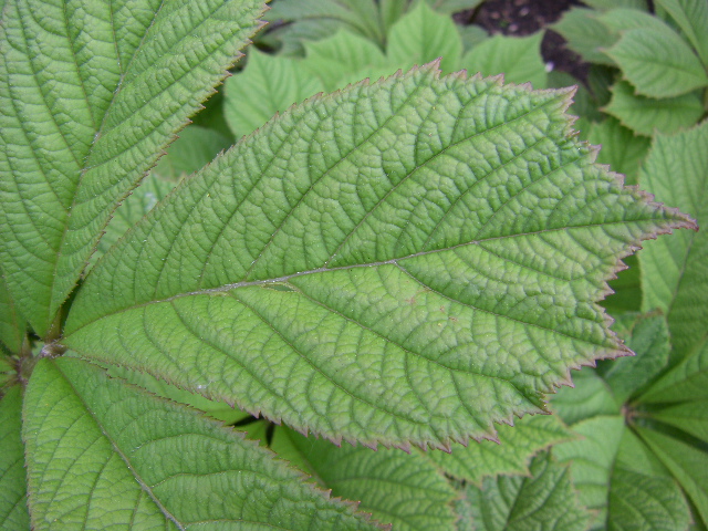 Rodgersia &agrave; feuilles de marronnier, Rodgersia aesculifolia 