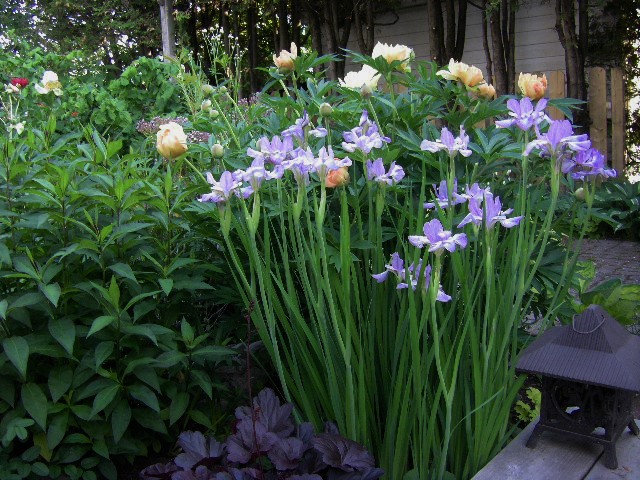 Iris de Sib&eacute;rie, Iris sibirica 'Ewen'