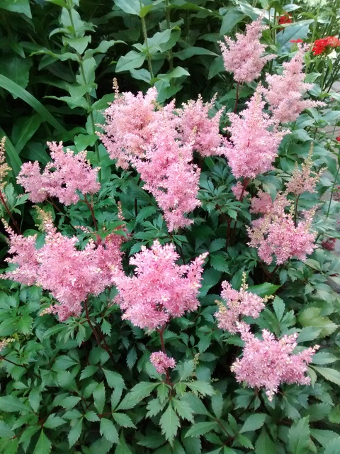 Astilbe japonica 'Lollypop'