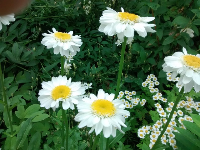 Marguerite, Marguerite, Leucanthemum ×superbum 'Sunny Side up'