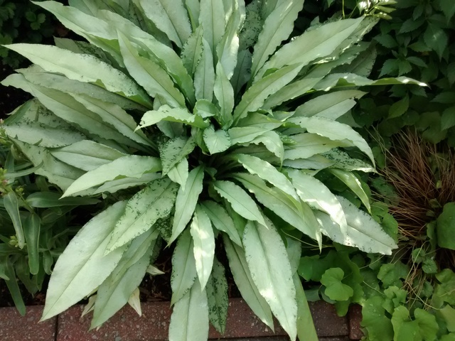 Pulmonaire Pulmonaire à longues feuilles Pulmonaria longifolia Diana Clare