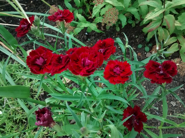 Oeillet, Oeillet de po&egrave;te, Dianthus barbatus 'Dynasty Red'