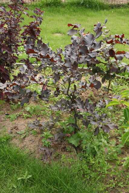 Hêtre Hêtre commun Fagus sylvatica purpurea