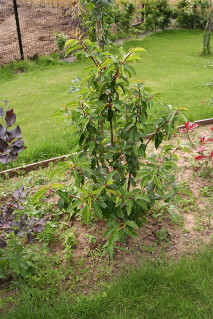 Prunier Laurier du Portugal Prunus lusitanica 