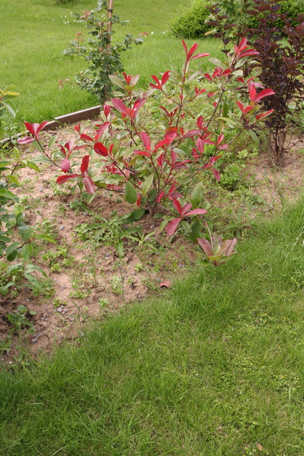 Photinie, Photinia ×fraseri 'Little Red Robin'