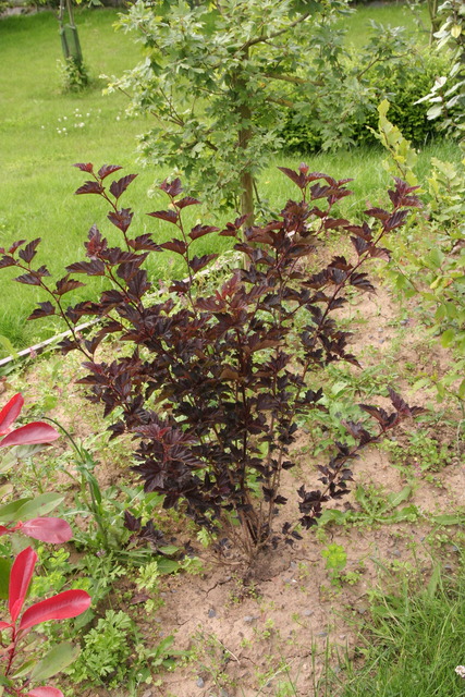Physocarpe Bois à sept écorces Physocarpus opulifolius Red Baron