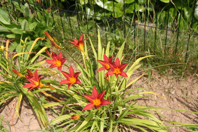 Hémérocalle Hemerocallis ×hybrida Sammy Russel