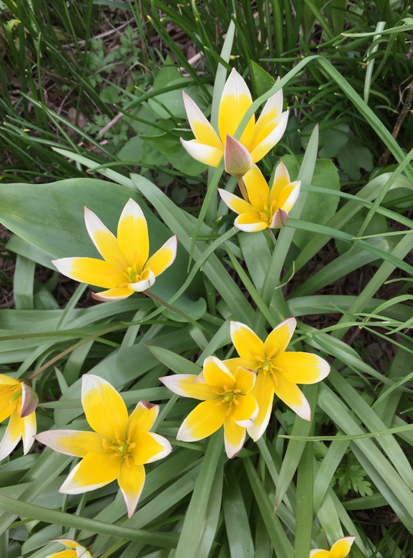 Tulipe, tulipes, Dasystemon, Tulipa tarda 