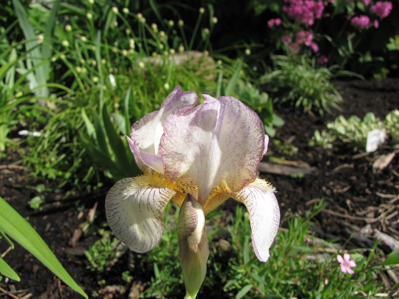 Iris d'Allemagne, Iris barbu Iris germanica Bettina