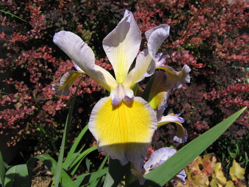 Iris spuria missouri rainbow