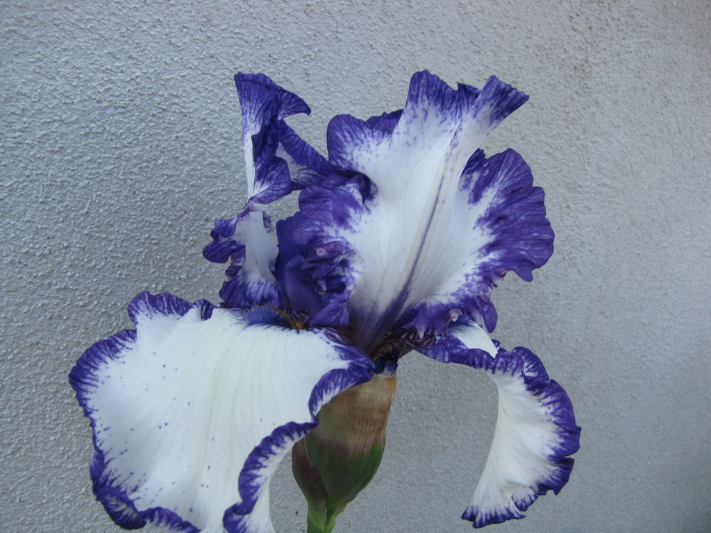 Iris d'Allemagne, Iris barbu Iris germanica rare treat
