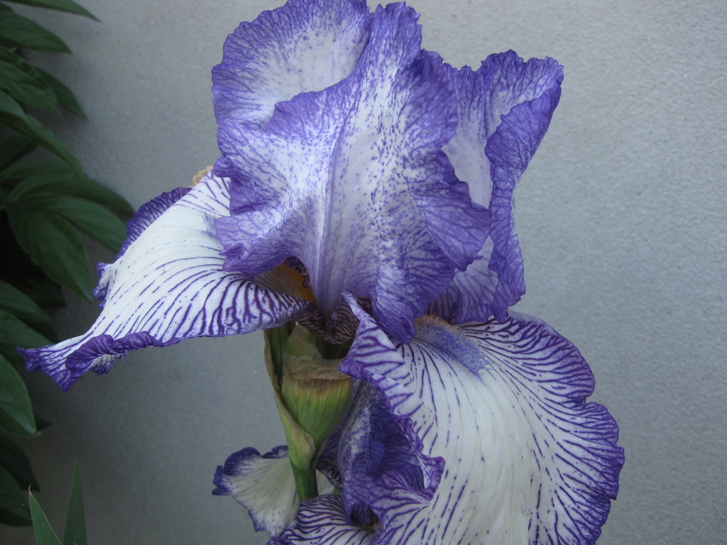 Iris d&rsquo;Allemagne, Iris barbu, Iris germanica 'autumn circus'