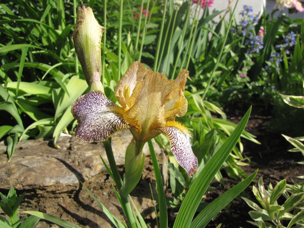 Iris d&rsquo;Allemagne, Iris barbu, Iris germanica 'eramosa freckles'