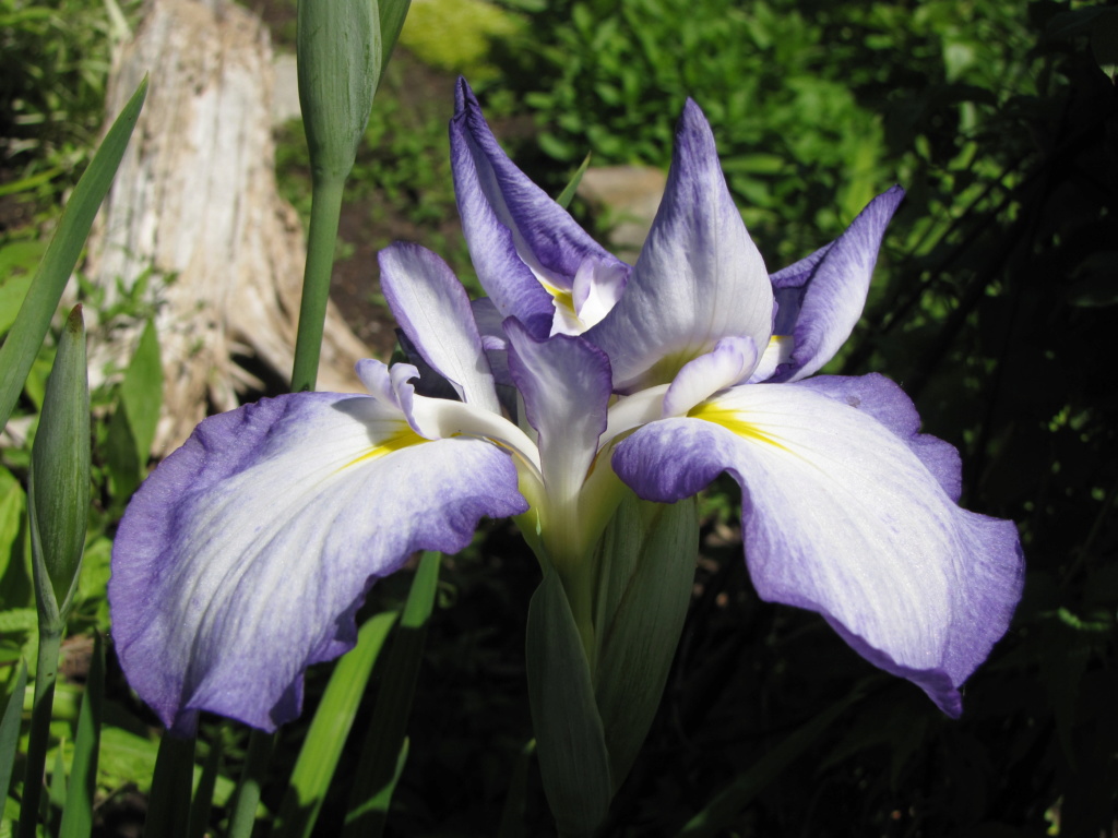 Iris kaempferi, Iris ensata 'gracieuse'