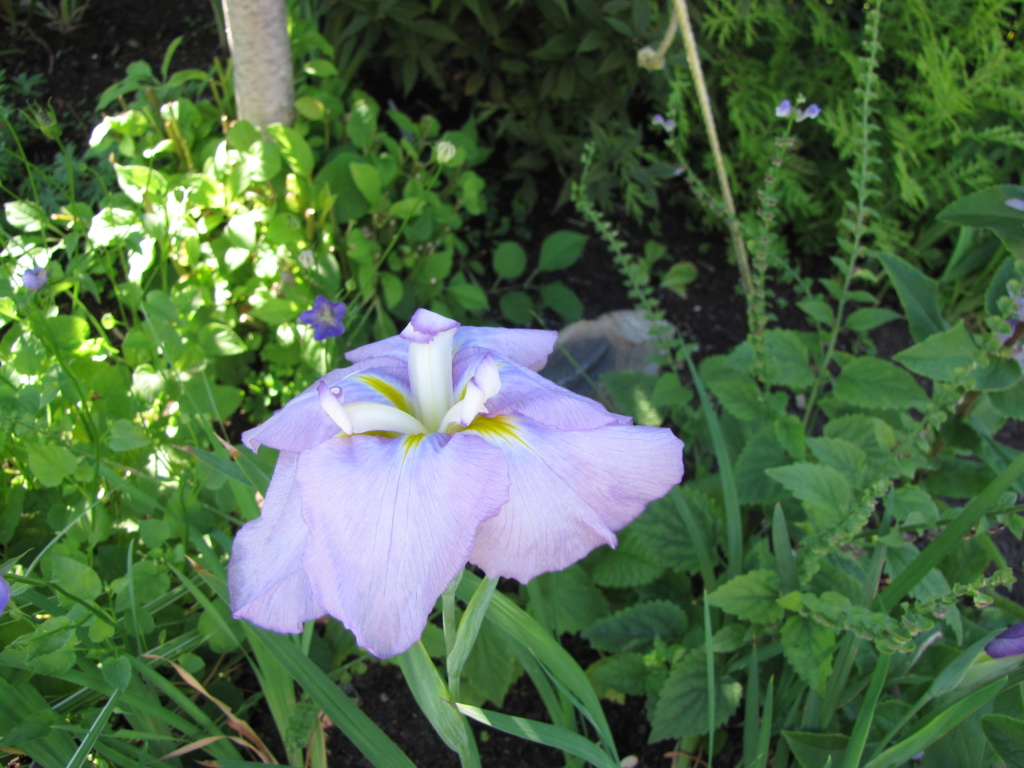 Iris kaempferi Iris ensata my heavenly dream