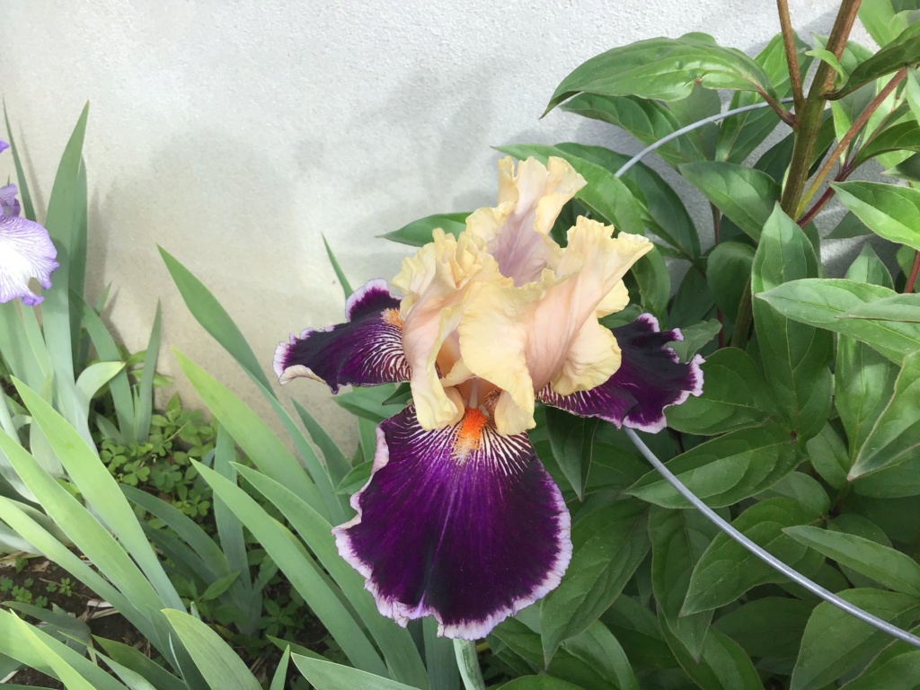 Iris d'Allemagne, Iris barbu Iris germanica Liaison
