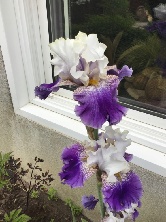 Iris d&rsquo;Allemagne, Iris barbu, Iris germanica 'Slovak prince'