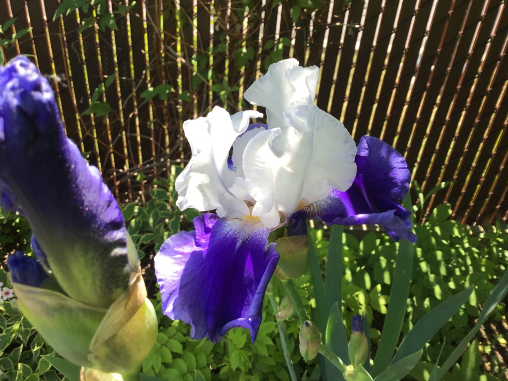 Iris d&rsquo;Allemagne, Iris barbu, Iris germanica 'ride the wind'