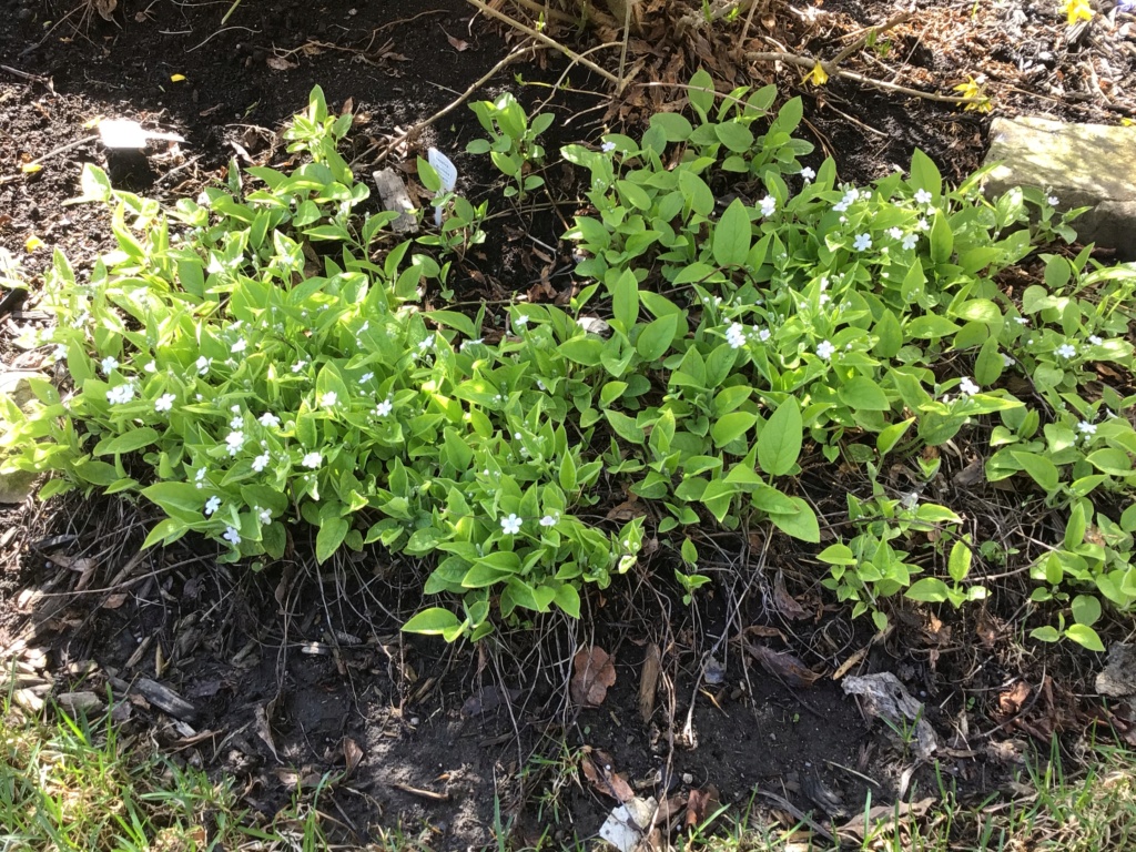 Omphalodes du printemps, Petite Bourrache printani&egrave;re, Omphalodes verna 'alba'
