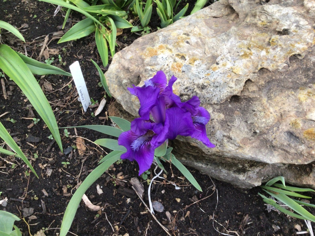 Iris nain Iris pumila banbury ruffles