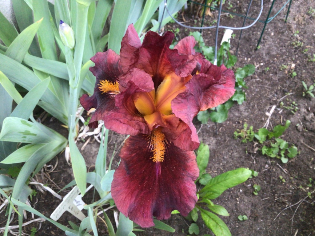 Iris d&rsquo;Allemagne, Iris barbu, Iris germanica 'vitafire'