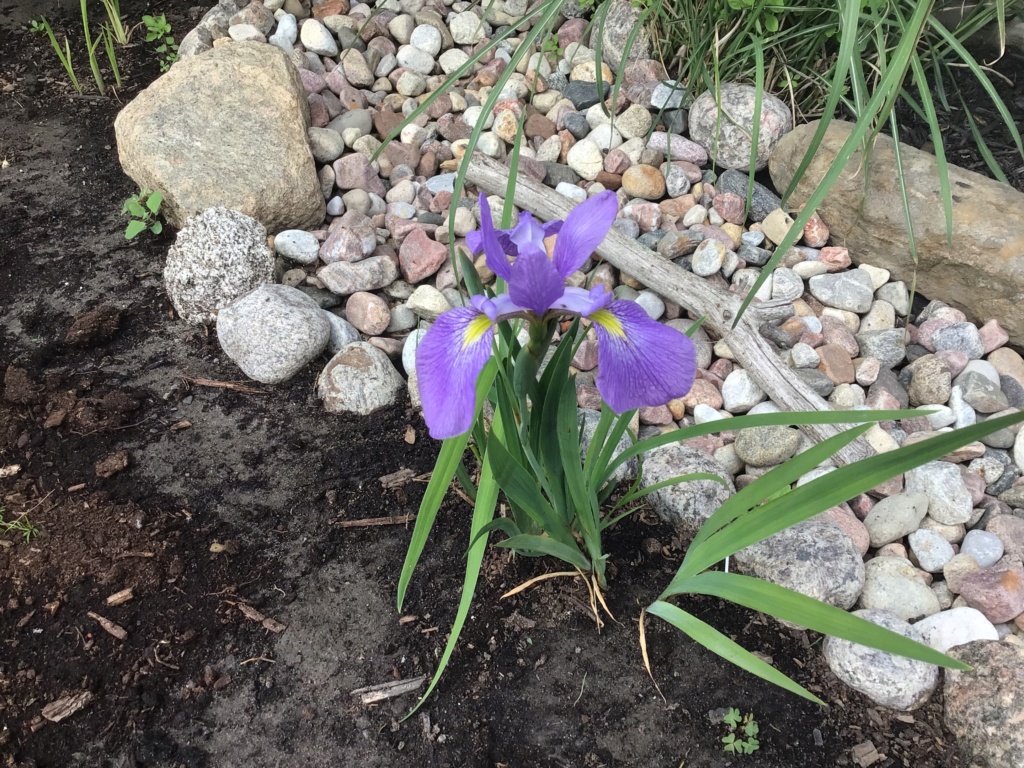 Clajeux, Iris versicolor 'Berry gold'
