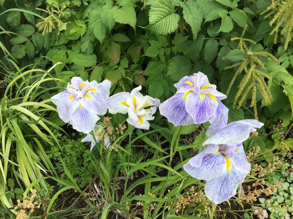 Iris kaempferi, Iris ensata 'kogesha'