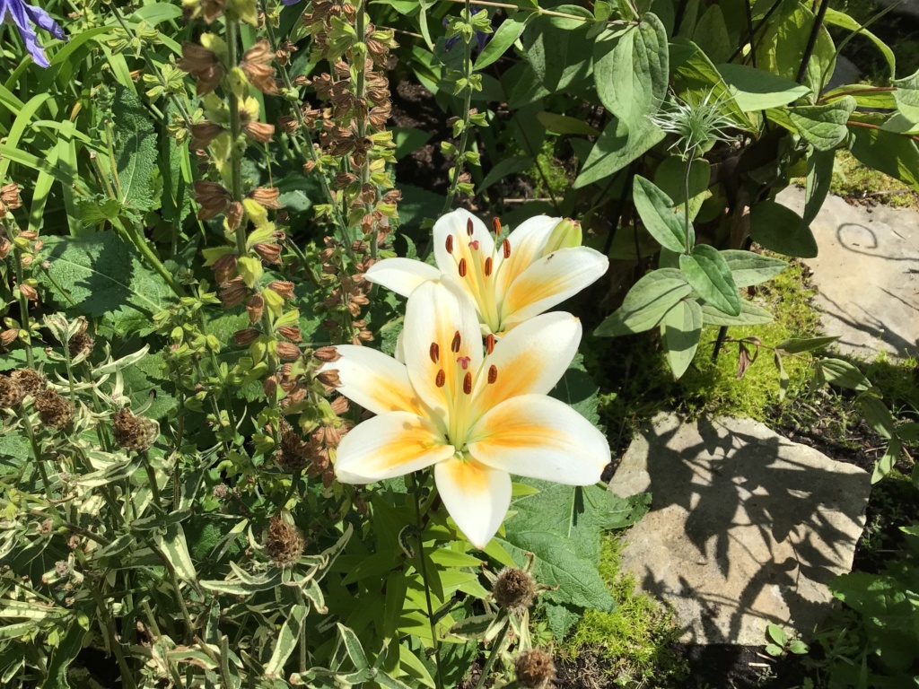 Lys Asiatique Lilium ×asiatique tinos