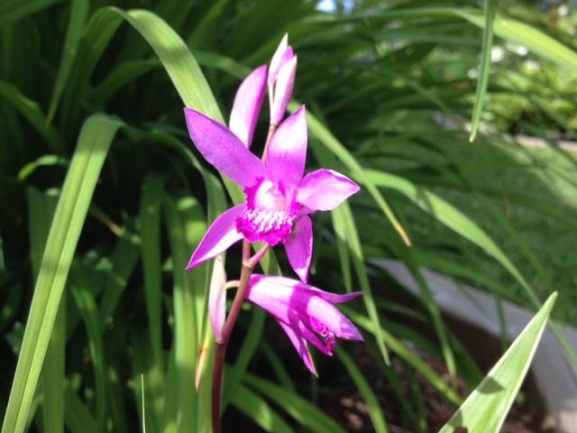 Orchid&eacute;e jacinthe, Bletilla striata 