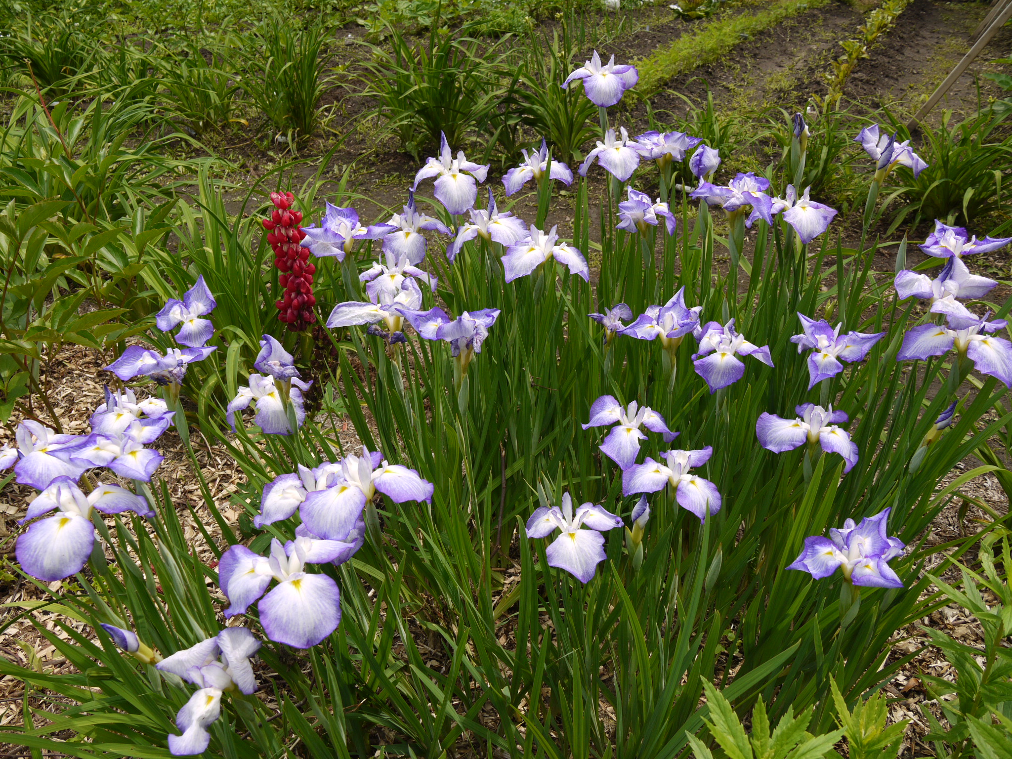 Iris kaempferi Iris ensata picotee wonder