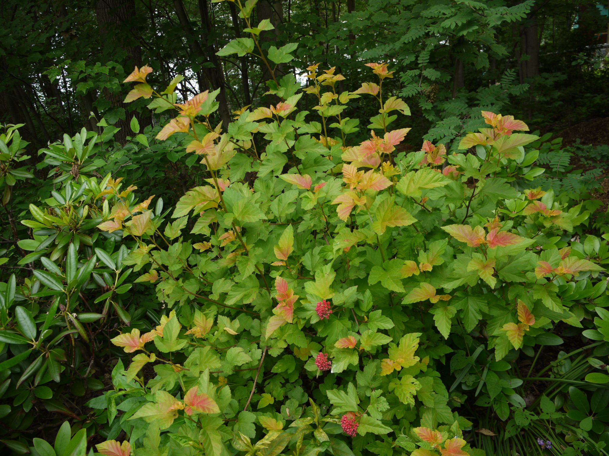 Physocarpe Bois à sept écorces Physocarpus opulifolius amber jubilee