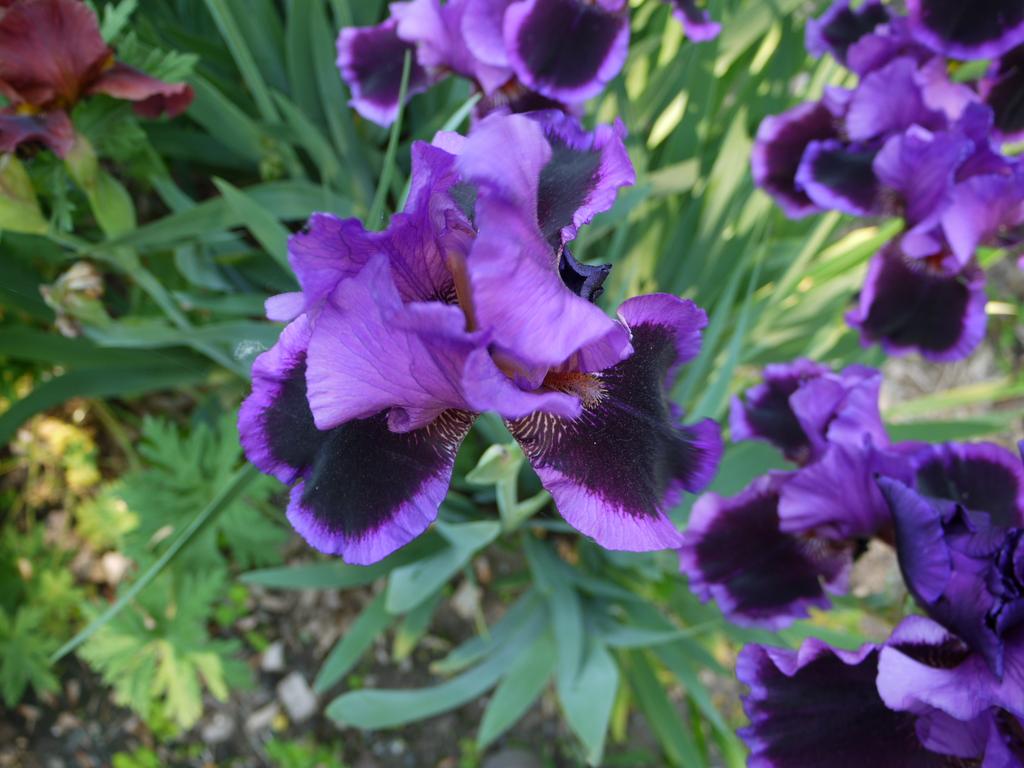 Iris d'Allemagne, Iris barbu Iris germanica violet turner