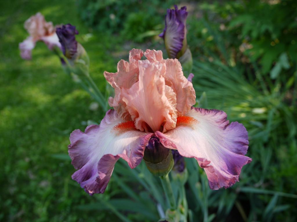 Iris d&rsquo;Allemagne, Iris barbu, Iris germanica 'my ginny'